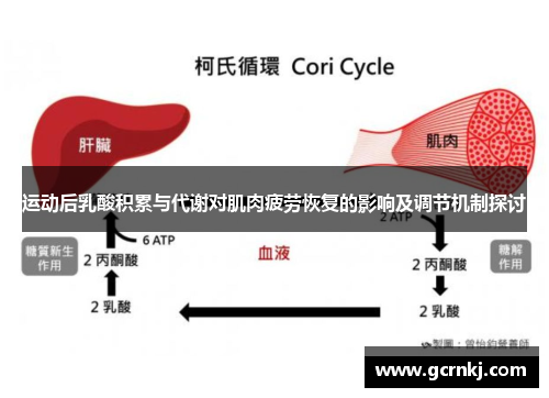 运动后乳酸积累与代谢对肌肉疲劳恢复的影响及调节机制探讨